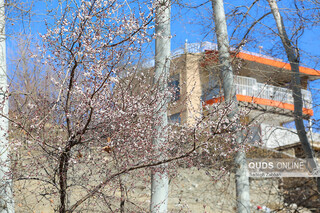 شکوفه زدن درختان در زمستان