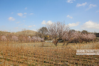 شکوفه زدن درختان در زمستان