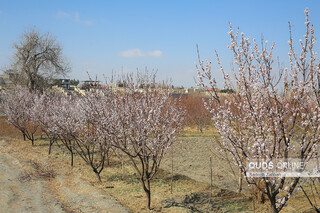 شکوفه زدن درختان در زمستان