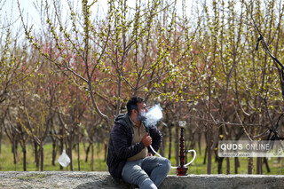 سیزده بدر نارنجی مشهد
