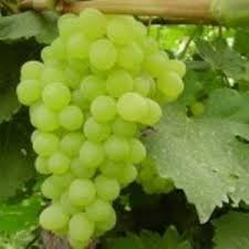 تولید ۲۲۷ هزار تن انگور در تاکستان‌های آذربایجان غربی