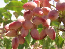 پیش‌بینی برداشت بیش از ۴۰ تُن پسته از باغات بارور همدان