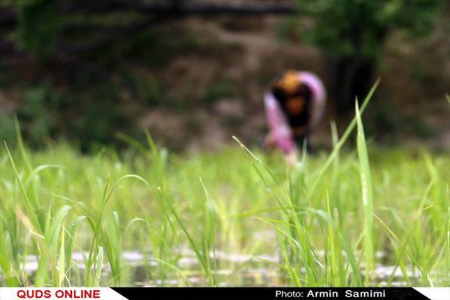 نگرانی شالیکاران از قراردادهای نجومی بانک نشاء برنج در مازندران