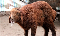 شناسایی ۱۲کانون سویه غیربومی تب برفکی در خراسان رضوی