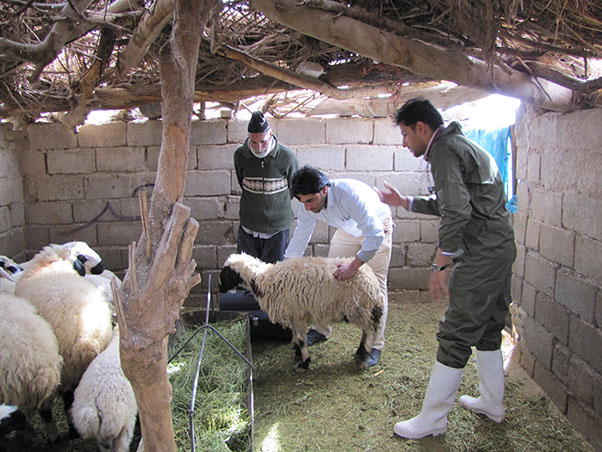 واکسیناسیون 18000 رأس گوسفند و بز بر علیه بروسلوز 