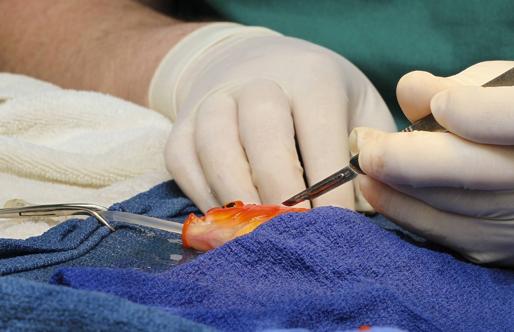 جراحی 900,000 تومانی برای زنده ماندن ماهی طلایی