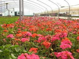 تأکید معاون خدمات شهری شهرداری یزد بر خودکفایی در تأمین گل و گیاه