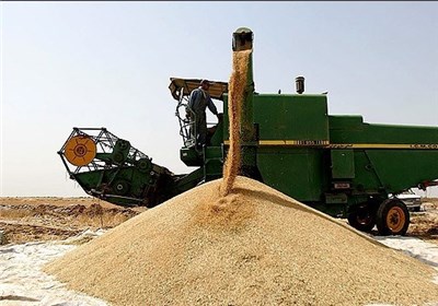 خرید تضمینی 11 هزار تن گندم از کشاورزان یزدی