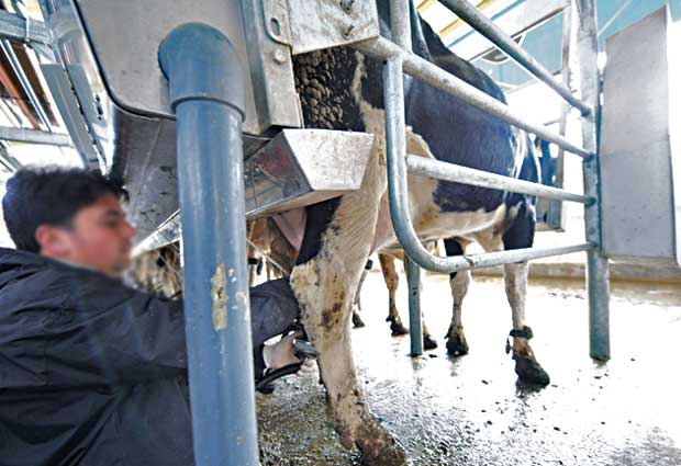 ۱۸۰ میلیون تومان یارانه شیر بین دامداران رشتخوار توزیع شد