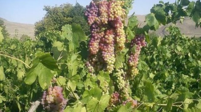 برگزاری جشنواره انگور در شهر ناغان استان چهارمحال و بختیاری