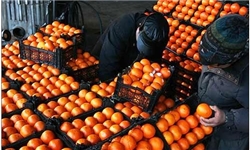 رنگ‌دهی مصنوعی به پرتقال‌های نارس برای عرضه پیش از موعد