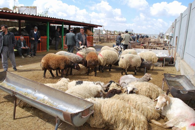 گرانی گوشت گوسفند/ جولان سودجویان در نابسمانی مرکز خرید و فروش دام سبزوار  