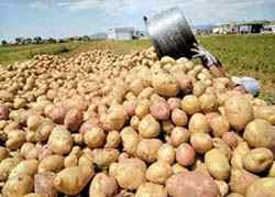 پیشنهاد یارانه ۱۵۰ تومانی برای صادرات سیب‌زمینی به ستاد هدفمندی رفت