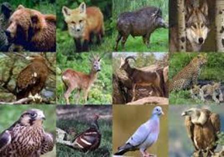 گونه های جانوری در جهان 52 درصد کاهش یافته است