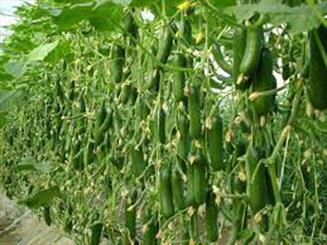 13درصد محصولات کشاورزی استان یزد در ابرکوه تولید می شود