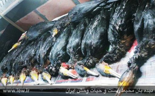 نسل کشی میلیونی میهمانان زمستانی در فریدونکنار!