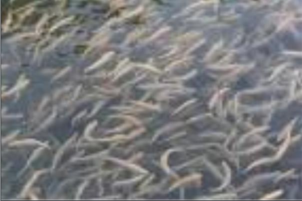 سالانه یکهزار تن ماهی در یزد تولید می شود