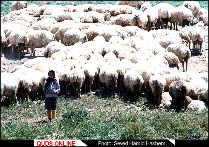 کمبود گوسفند و افزایش قیمت گوشت
