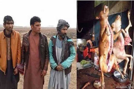 ﻿ دستگیری فروشندگان گوشت سگ +عکس 
