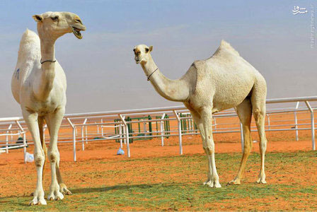 عکس/عربستان وملکه زیبایی شتر ها