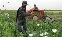 225 هزار هکتار زمین افغانستان زیر کشت خشخاش