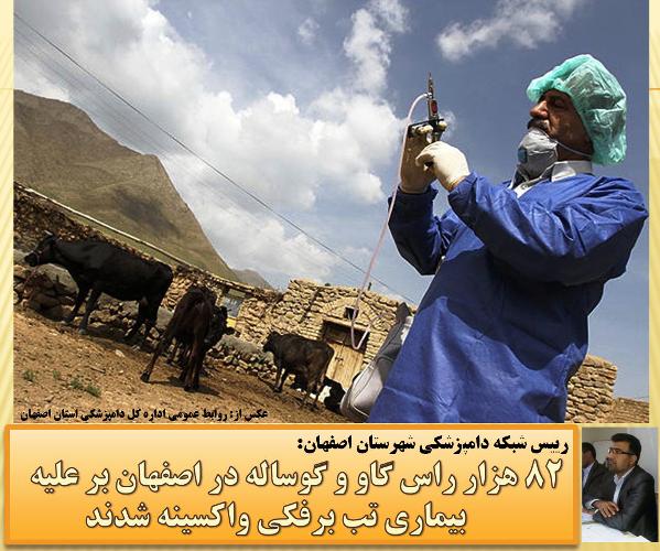  82 هزار راس گاو و گوساله در اصفهان بر علیه بیماری تب برفکی واکسینه شدند
