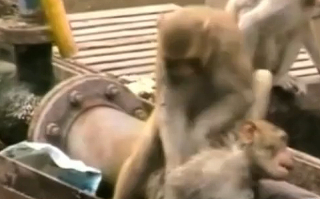 میمون قهرمان همچون امدادگری ماهر همنوعش را از مرگ حتمی نجات داد!+ تصاویر 