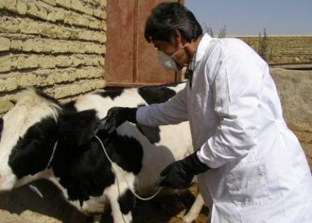 واکسیناسیون بیش از 11هزار راس گوسفند وبز علیه بیماری تب برفکی در شهرستان اشکذر 