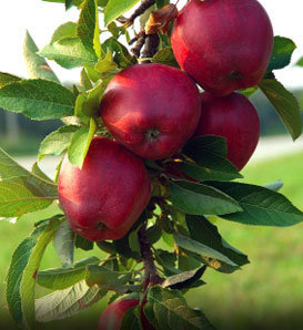 وضعیت قرمز سیب صادراتی کشور/ نابودی ۵۰۰۰ اصله درخت سیب در اهر