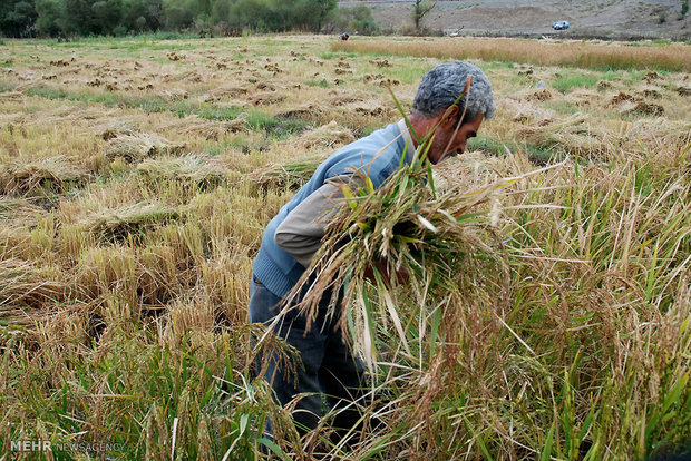 بخشنامه وزارت جهاد برای ممنوعیت کشت برنج در ۱۴ استان
