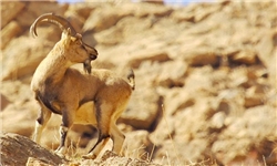 عکس یادگاری خارجی‌ها در کنار شکارهای ایرانی/ بروز پدیده دریاخواری/ شکار پرندگان نادر از سوی شیوخ عرب