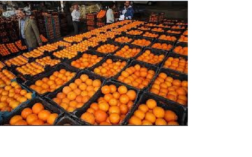 ذخیره‌سازی ۲۵۰ تن میوه شب عید در خراسان شمالی