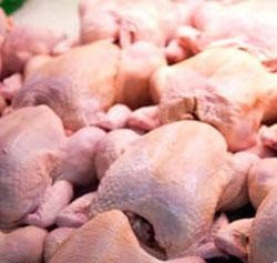 اشباع سردخانه‌ها از ذخیره مرغ/ کاهش جوجه‌ریزی