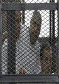 مصر دو خبرنگار الجزیره را به طور موقت آزاد کرد