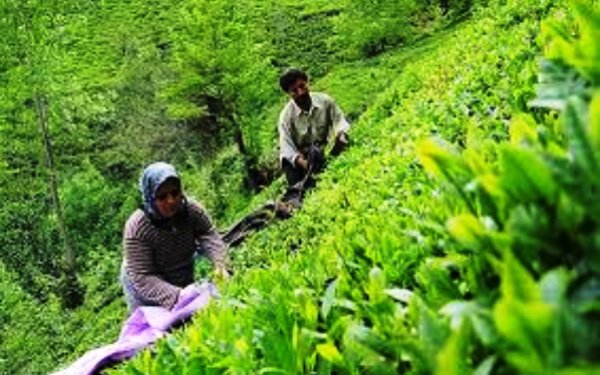 خرید حدود ۶۰ هزار تن برگ سبز چای در گیلان و مازندران