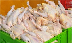 قیمت مرغ تا ۱۵ اسفند کاهش می‌یابد/ توزیع مرغ گرم ۶۸۰۰ تومانی در میادین میوه و تره‌بار