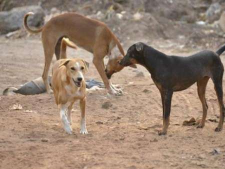 قصابان سگ در پاکستان به دام افتادند
