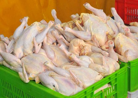 قیمت مرغ منجمد در تنظیم بازار کاهش یافت