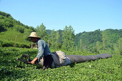 افزایش 21 درصدی نرخ خرید چای/ رشد 50 درصدی تولید