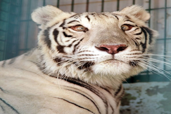 باغ وحش ارم صلاحیت ورود ببر سفید و شیر آسیایی را ندارد