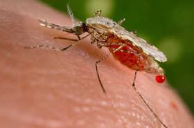 مالاریا مرز های شرقی را تهدید می کند