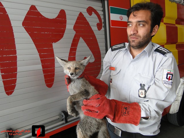 زنده‌گیری دو قلاده روباه بازیگوش در مشهد/‌ پناه ‌روباه‌ها به مغازه خشکشویی