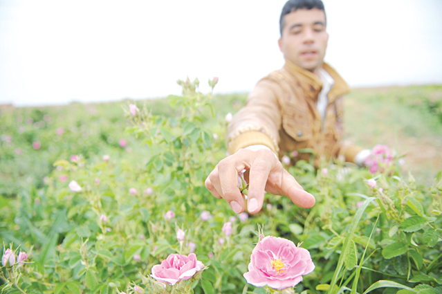  غربت 50 ساله گلهای محمدی در روستای «فرخد»