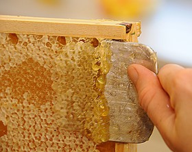 تولید بیش از ۷۰۰ تن عسل در زنبورستان های قزوین 