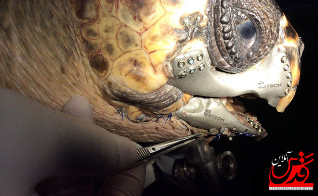 نجات لاک پشت زخمی از مرگ با کمک پرینترهای سه بعدی