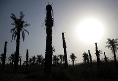 نابودی 70درصد نخل‌های خرمشهر در جنگ 
