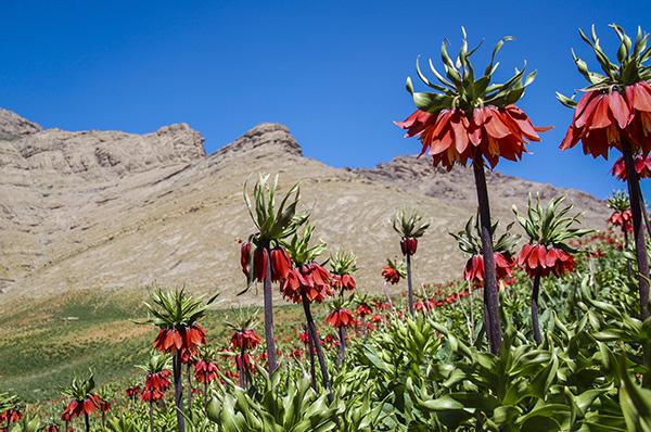 گل های نادر دنیا در کوهستان های ایران منتظر گردشگران