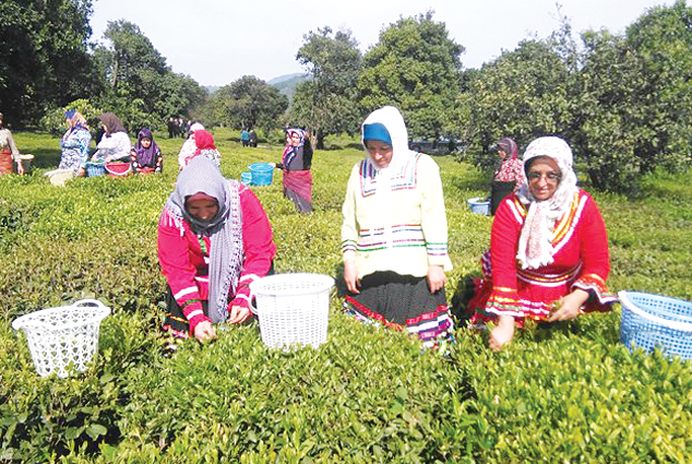 صنعت چای امیدوار می‌شود