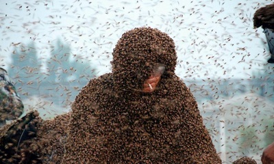  این مرد بدنش را با یک میلیون زنبور پوشاند/عکس
