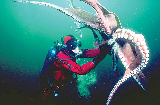 آیا «اختاپوس ها» باهوش ترین موجودات دنیای آب هستند؟ آنها با پوستشان می‌بینند‍!